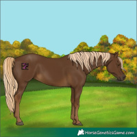 Horse Color:Chocolate Palomino 