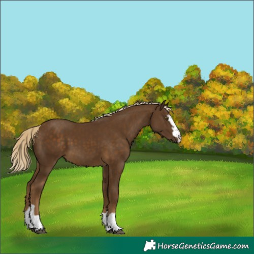 Horse Color:Chocolate Palomino 