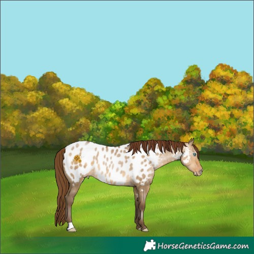 Horse Color:Gray Buckskin Pearl Dun Appaloosa 