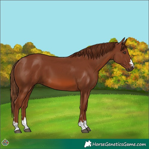Horse Color:Chestnut 