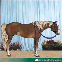Horse Color:Chocolate Palomino 