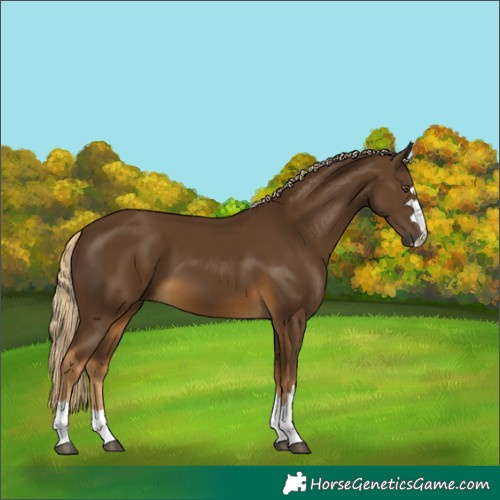 Horse Color:Chocolate Palomino