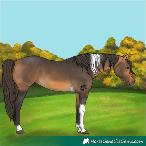Horse Color:Buckskin Tobiano 