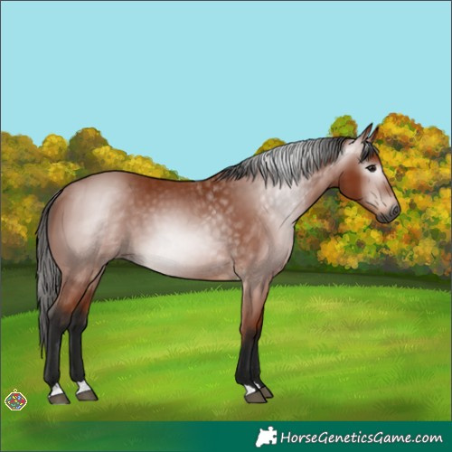 Horse Color:Gray Bay 