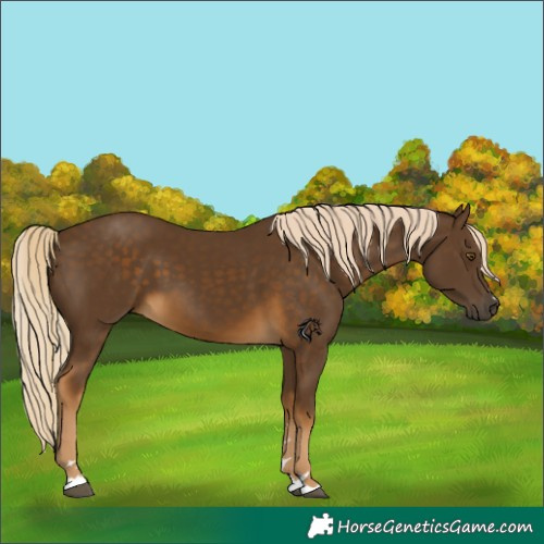 Horse Color:Chocolate Palomino