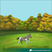 Horse Color:Grullo Tobiano Rabicano