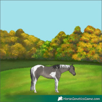 Horse Color:Grullo Tobiano Rabicano 
