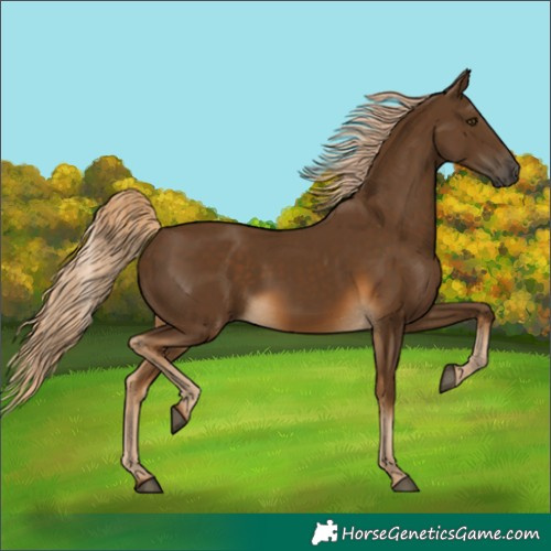 Horse Color:Chocolate Palomino 