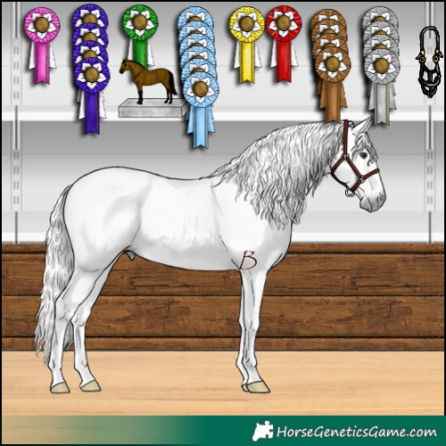 Horse Color:Gray Chestnut  and Gray Chocolate Black 