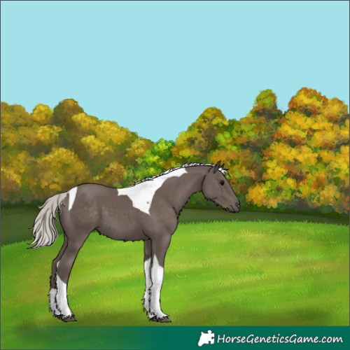 Horse Color:Silver Black Tobiano 