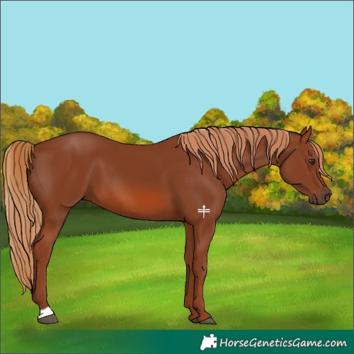 Horse Color:Chestnut 