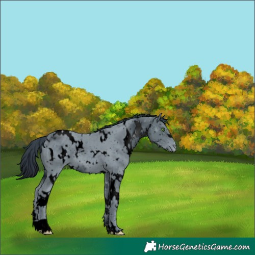 Horse Color:ERROR: UNKNOWN ANOMALY