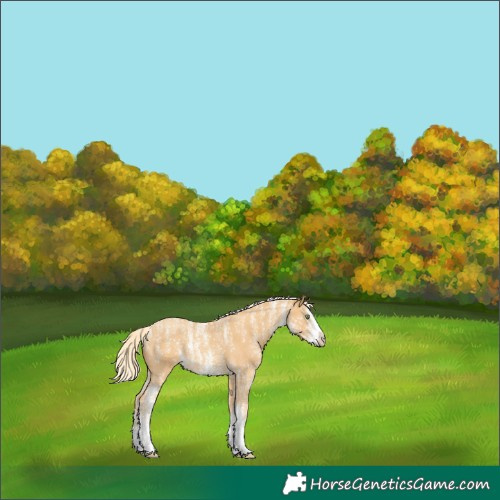 Horse Color:Powder White White Spotted Gold Cream Champagne 
