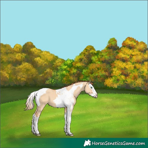Horse Color:Red Dun Splash Tobiano 