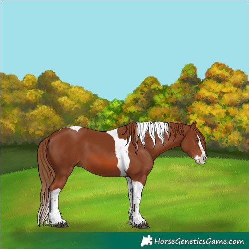 Horse Color:Chestnut Splash Tobiano 