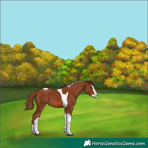 Horse Color:Chestnut Splash Tobiano 
