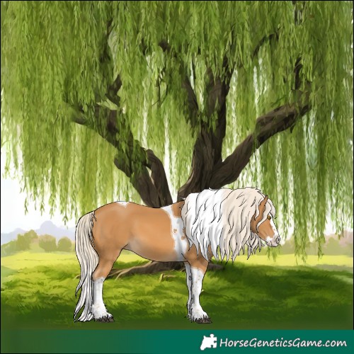 Horse Color:Palomino Splash Tobiano 