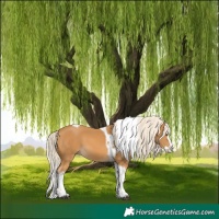Horse Color:Palomino Splash Tobiano