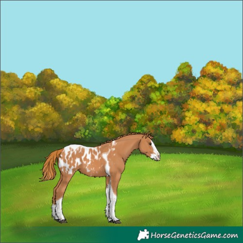 Horse Color:Chestnut Splash Tobiano Appaloosa 