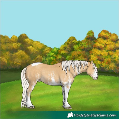 Horse Color:White Spotted Silver Classic Cream Champagne Tobiano Rabicano 