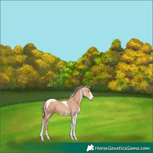 Horse Color:White Spotted Silver Classic Champagne Tobiano Rabicano 