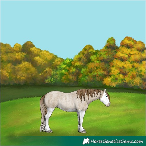 Horse Color:Classic Cream Champagne Roan Splash Appaloosa Rabicano 