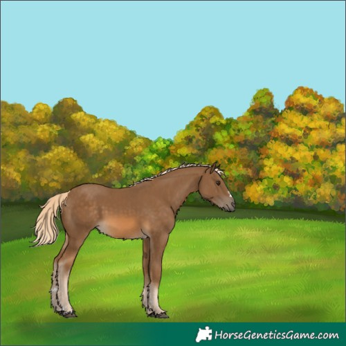 Horse Color:Chocolate Palomino 