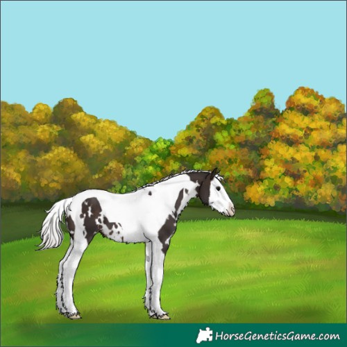 Horse Color:White Spotted Silver Brown Splash Tobiano 