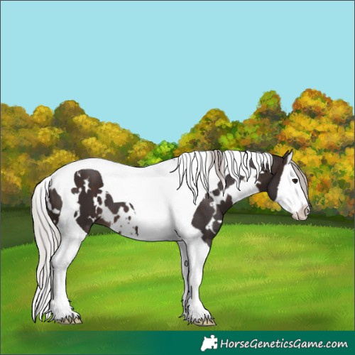 Horse Color:White Spotted Silver Brown Splash Tobiano 