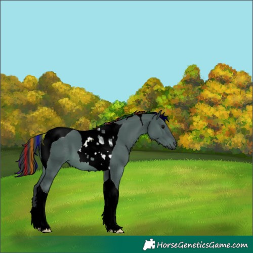 Horse Color:Painted Grullo Tobiano 