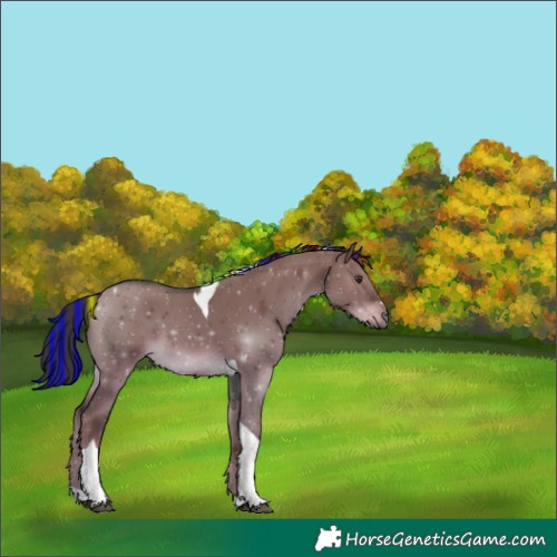 Horse Color:Painted Liver Red Dun Tobiano 