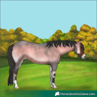 Horse Color:Brown Roan Onyx