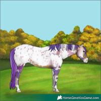 Horse Color:Watercolor White Spotted Bay Onyx Appaloosa