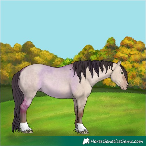 Horse Color:Sable Champagne Dun 