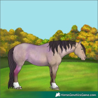 Horse Color:Sable Champagne Dun