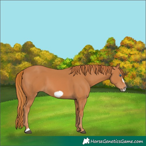 Horse Color:Chestnut Frame