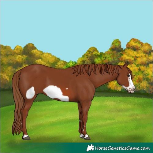Horse Color:Chestnut Frame
