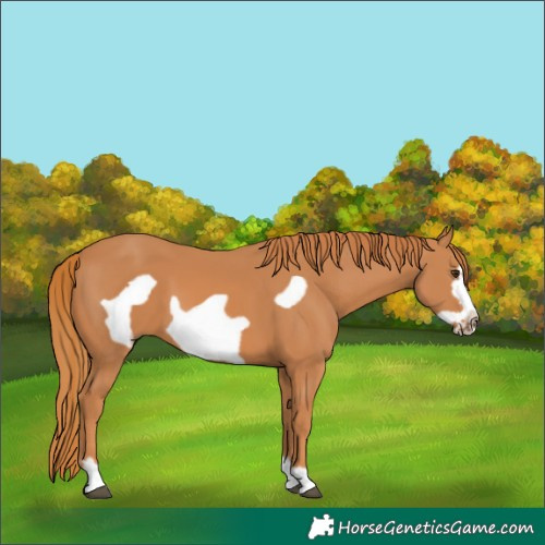 Horse Color:Chestnut Frame