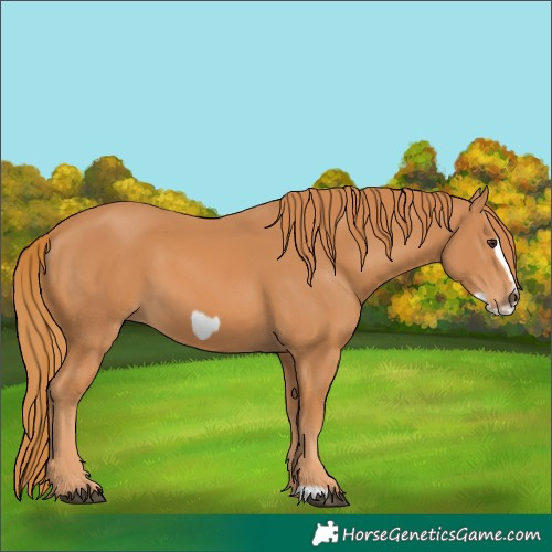 Horse Color:Chestnut Frame 
