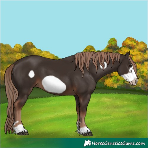 Horse Color:Liver Chestnut Frame 