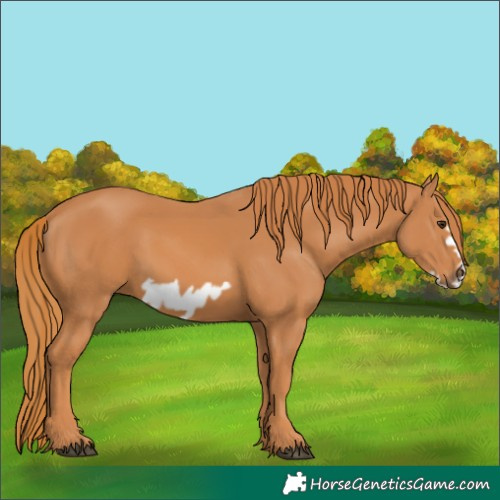 Horse Color:Chestnut Frame 