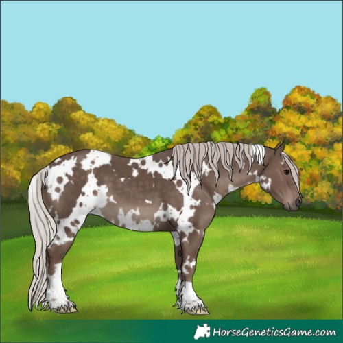 Horse Color:White Spotted Silver Black