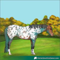 Horse Color:Bay Near Leopard