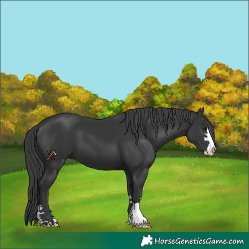 Horse Color:Unknown 