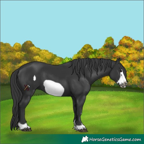 Horse Color:Unknown 