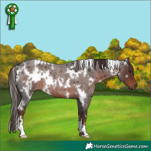 Horse Color:White Spotted Liver Red Roan 