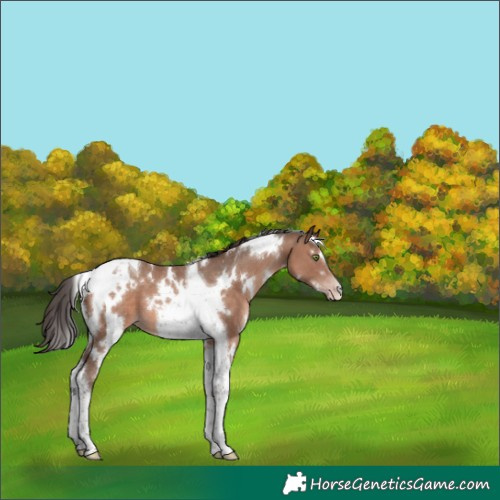 Horse Color:White Spotted Sable Champagne Tobiano 