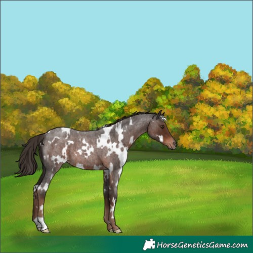 Horse Color:White Spotted Liver Red Roan 