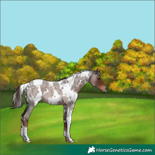 Horse Color:White Spotted Liver Red Roan 