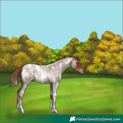 Horse Color:White Spotted Red Roan 